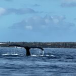 A Whale Tail Above Blue Water Body