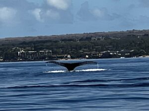 Whale Tail in Bay of Maui 2