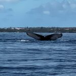 Whale Tail in Bay of Maui 3