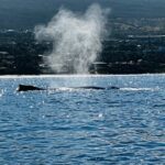 Whale in Bay of Maui 1-125c2e9