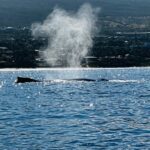 Whale in Bay of Maui 1