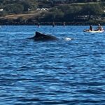 Whale in Bay of Maui 2-354cdbe