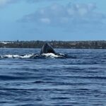 Whale in Bay of Maui 3