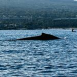 Whale in Bay of Maui 4