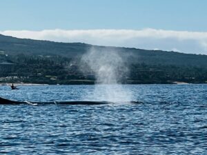 Whale in Bay of Maui 5