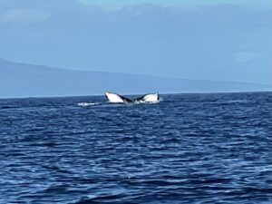 Whale in Bay of Maui 7