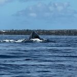 Whale in Bay of Maui 9